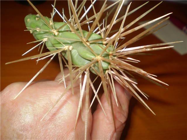 kaktus